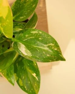 Rare Philodendron 'Copper Flame' – A Self-Heading Showstopper 37 Rare Philodendron 'Copper Flame' – A Self-Heading Showstopper -Ed's plant shop rare philodendron copper flame a self heading showstopper 650628