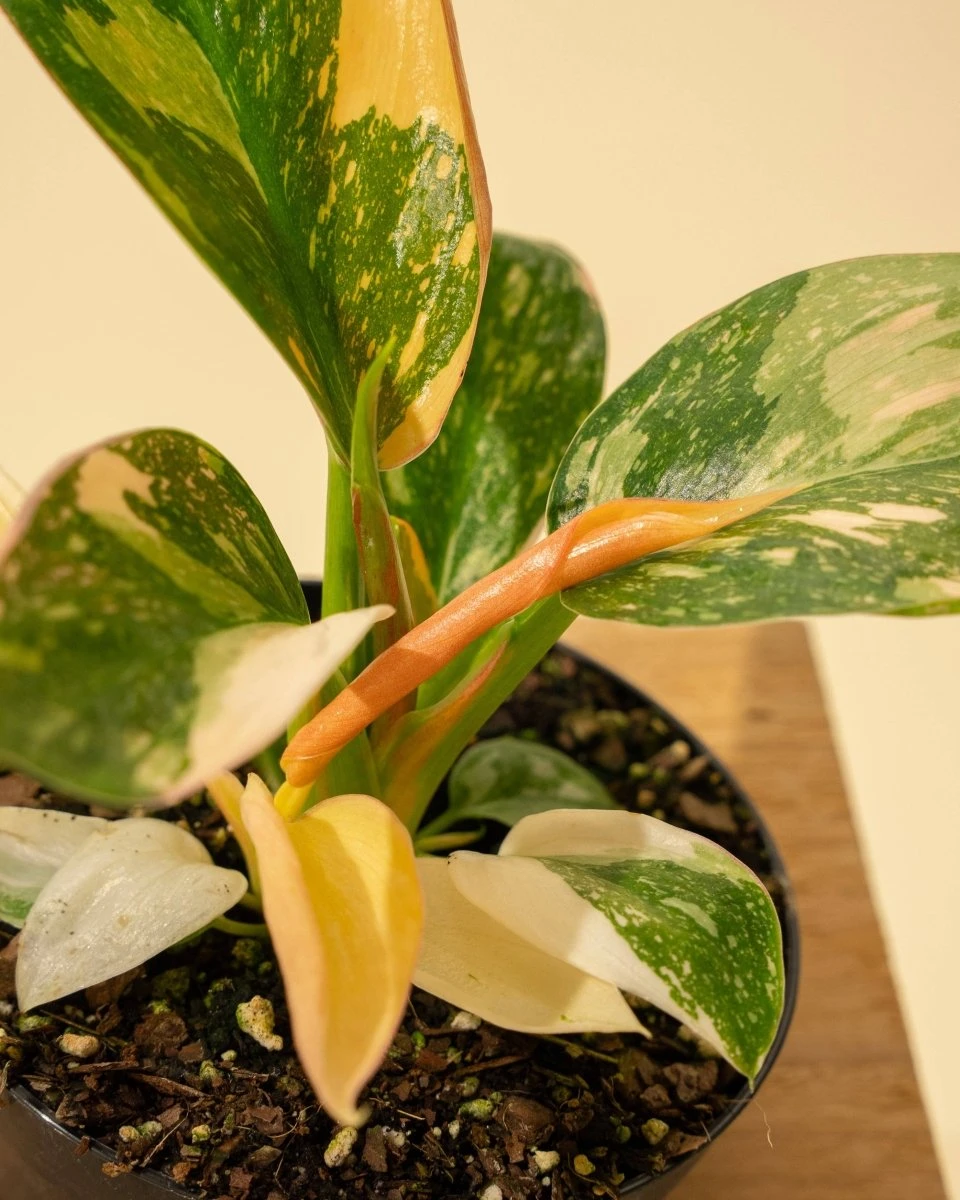 Rare Philodendron 'Copper Flame' – A Self-Heading Showstopper 5 Rare Philodendron 'Copper Flame' – A Self-Heading Showstopper - Image 3
