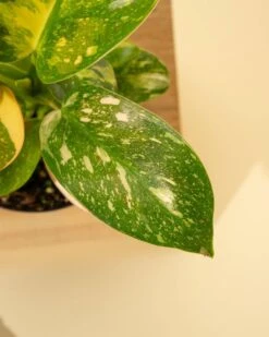 Rare Philodendron 'Copper Flame' – A Self-Heading Showstopper 27 Rare Philodendron 'Copper Flame' – A Self-Heading Showstopper -Ed's plant shop rare philodendron copper flame a self heading showstopper 696318