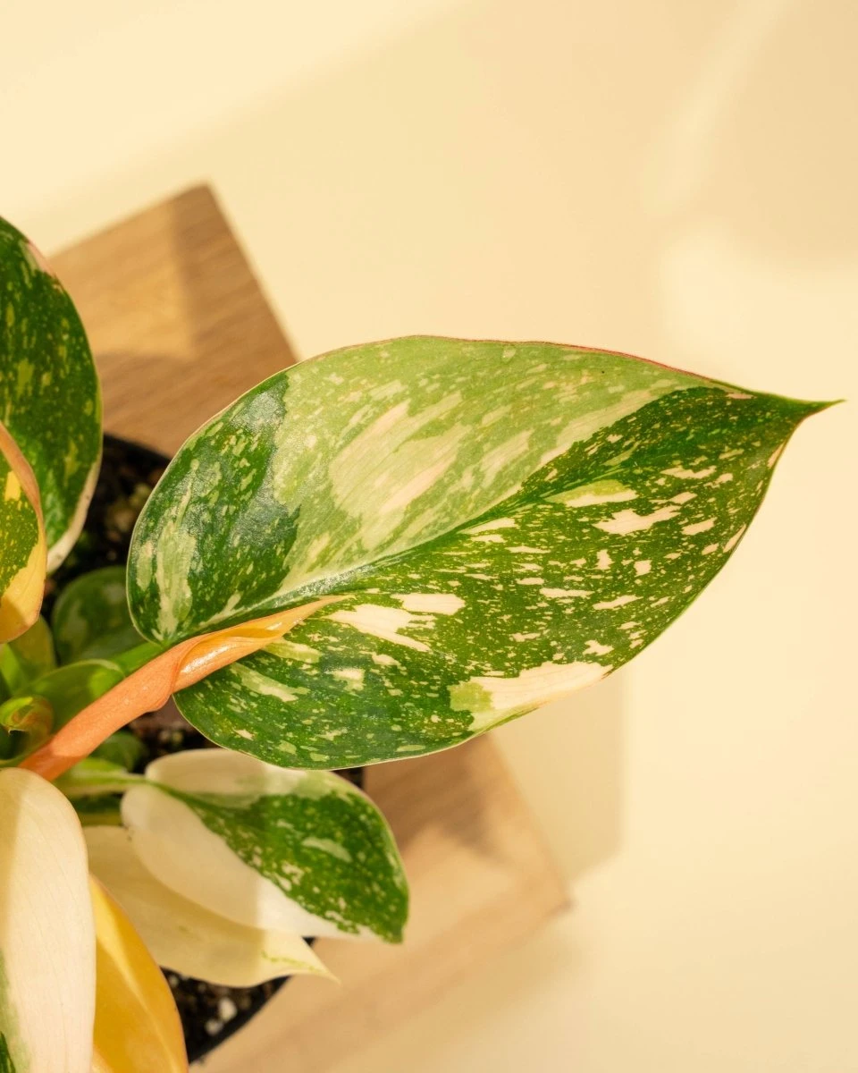 Rare Philodendron 'Copper Flame' – A Self-Heading Showstopper 11 Rare Philodendron 'Copper Flame' – A Self-Heading Showstopper - Image 9