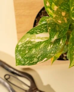 Rare Philodendron 'Copper Flame' – A Self-Heading Showstopper 32 Rare Philodendron 'Copper Flame' – A Self-Heading Showstopper -Ed's plant shop rare philodendron copper flame a self heading showstopper 921379