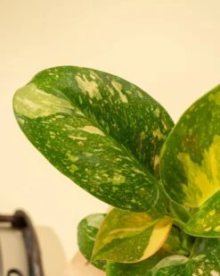 Rare Philodendron 'Copper Flame' – A Self-Heading Showstopper 26 Rare Philodendron 'Copper Flame' – A Self-Heading Showstopper -Ed's plant shop rare philodendron copper flame a self heading showstopper 935718
