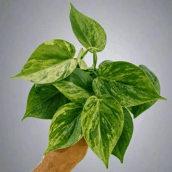Philodendron Variegated Heartleaf – Rare Vining Houseplant