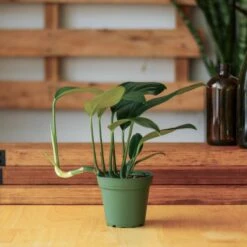 Rhaphidophora Decursiva - Dragon Tail Plant - 4 Inch -Ed's plant shop rhaphidophora decursiva dragon tail plant 4 inch 256596