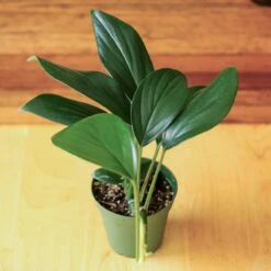 Rhaphidophora Decursiva - Dragon Tail Plant - 4 Inch -Ed's plant shop rhaphidophora decursiva dragon tail plant 4 inch 515371