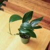 Rhaphidophora Decursiva - Dragon Tail Plant - 4 Inch 2 Rhaphidophora Decursiva - Dragon Tail Plant - 4 Inch -Ed's plant shop rhaphidophora decursiva dragon tail plant 4 inch 743376