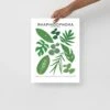 Rhaphidophora Species ID Chart - Botanical Plant Art Print