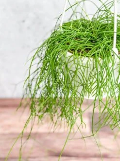Rhipsalis Burchellii - Mistletoe Cactus Hanging Basket -Ed's plant shop rhipsalis burchellii mistletoe cactus hanging basket 655379