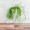Rhipsalis Burchellii - Mistletoe Cactus Hanging Basket
