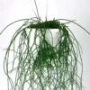 Rhipsalis Cashero - Mistletoe Cactus 1 Rhipsalis Cashero - Mistletoe Cactus -Ed's plant shop rhipsalis cashero mistletoe cactus 35 inch hanging basket 387315