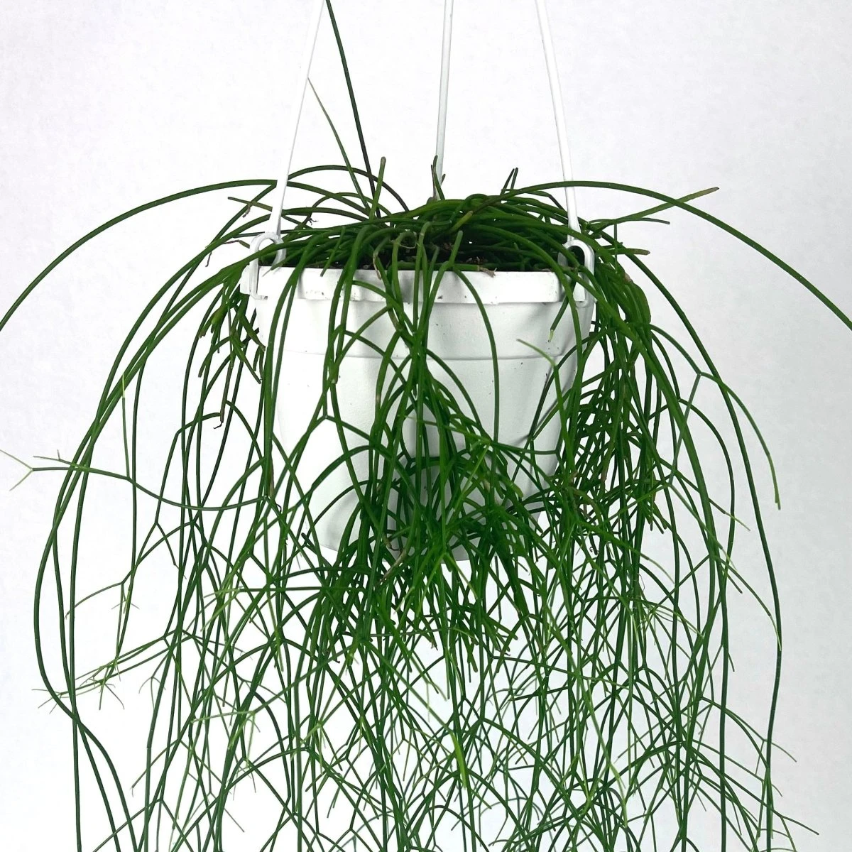 Rhipsalis Cashero - Mistletoe Cactus 3 Rhipsalis Cashero - Mistletoe Cactus