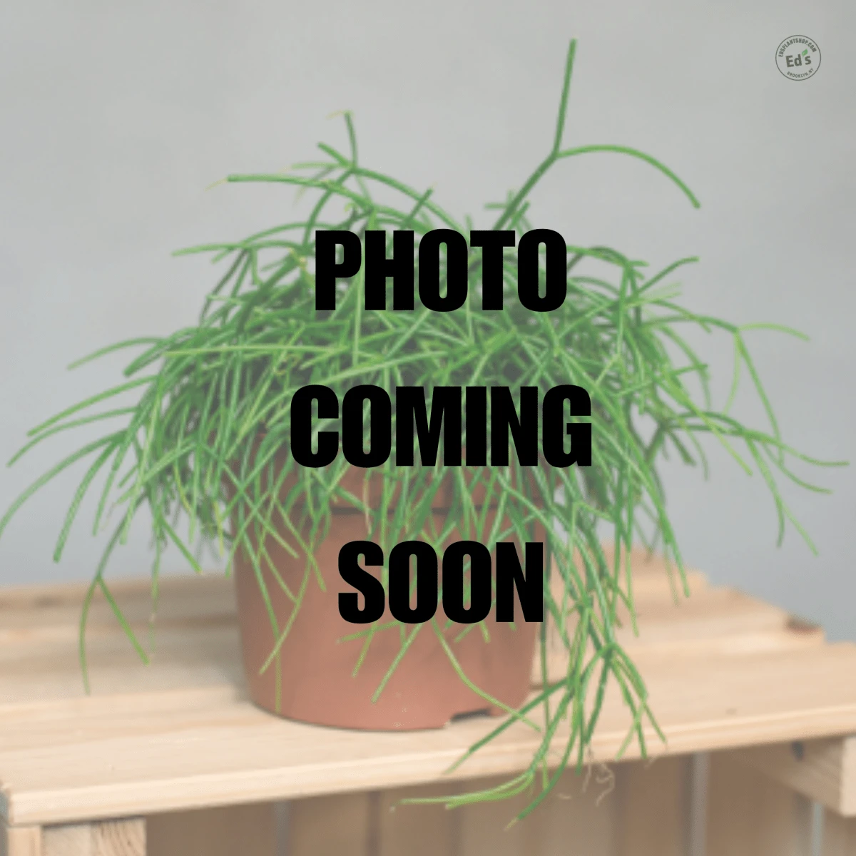 Rhipsalis Cashero - Mistletoe Cactus 4 Rhipsalis Cashero - Mistletoe Cactus - Image 2