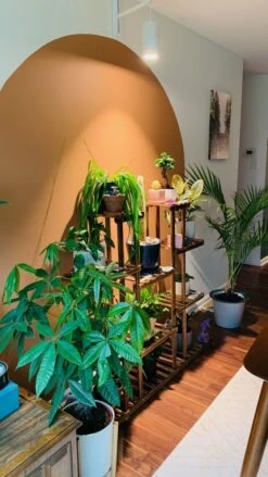 Rise & Shine Bundle | LED Growlight With Wall Mount For Plants -Ed's plant shop rise shine bundle led growlight with wall mount for plants 251129