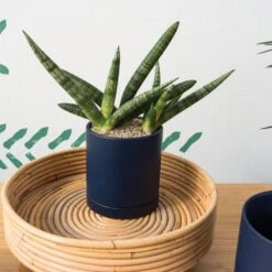 Romey Planter Pot With Water Saucer 4.75 Inch -Ed's plant shop romey planter pot with water saucer 475 inch 411270