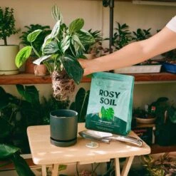 Rosy Soil Organic Indoor Potting Mix- Houseplant 4qt. -Ed's plant shop rosy soil organic indoor potting mix houseplant 4qt 767064