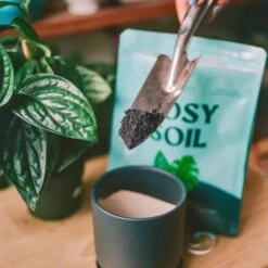 Rosy Soil Organic Indoor Potting Mix- Houseplant 8qt. -Ed's plant shop rosy soil organic indoor potting mix houseplant 8qt 579675