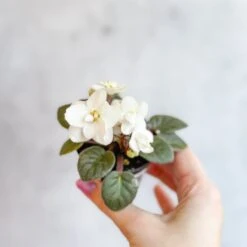 Saintpaulia 'African Violet' -Ed's plant shop saintpaulia african violet 102275