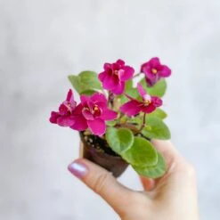 Saintpaulia 'African Violet' -Ed's plant shop saintpaulia african violet 312394