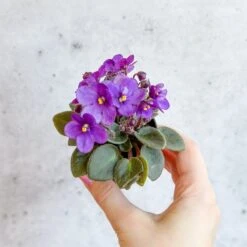 Saintpaulia 'African Violet' -Ed's plant shop saintpaulia african violet 339695