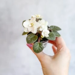 Saintpaulia 'African Violet' -Ed's plant shop saintpaulia african violet 387943