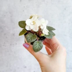 Saintpaulia 'African Violet' -Ed's plant shop saintpaulia african violet 716417