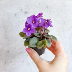 Saintpaulia 'African Violet' -Ed's plant shop saintpaulia african violet 751134