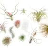 Premium Tillandsia Air Plant Grab Bag & Fertilizer Packet Bundle -Ed's plant shop sale premium tillandsia air plant grab bag fertilizer packet set of 10 20 or 30 40 off 1363597