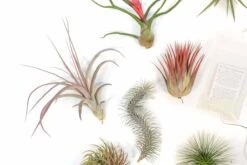 Premium Tillandsia Air Plant Grab Bag & Fertilizer Packet Bundle -Ed's plant shop sale premium tillandsia air plant grab bag fertilizer packet set of 10 20 or 30 40 off 8099052