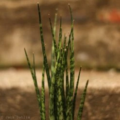 Sansevieria Fernwood 'Mikado' - Unique Snake Plant -Ed's plant shop sansevieria fernwood mikado unique snake plant 572202