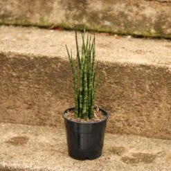 Sansevieria Fernwood 'Mikado' - Unique Snake Plant -Ed's plant shop sansevieria fernwood mikado unique snake plant 634992