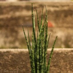 Sansevieria Fernwood 'Mikado' - Unique Snake Plant -Ed's plant shop sansevieria fernwood mikado unique snake plant 864441