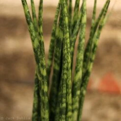 Sansevieria Fernwood 'Mikado' - Unique Snake Plant -Ed's plant shop sansevieria fernwood mikado unique snake plant 993727