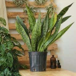 Sansevieria Jaboa - Jaboa Snake Plant - 10 Inch Floor Plant 12 Sansevieria Jaboa - Jaboa Snake Plant - 10 Inch Floor Plant -Ed's plant shop sansevieria jaboa jaboa snake plant 10 inch floor plant 302608
