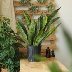 Sansevieria Jaboa - Jaboa Snake Plant - 10 Inch Floor Plant 14 Sansevieria Jaboa - Jaboa Snake Plant - 10 Inch Floor Plant -Ed's plant shop sansevieria jaboa jaboa snake plant 10 inch floor plant 334078