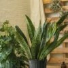 Sansevieria Jaboa - Jaboa Snake Plant - 10 Inch Floor Plant -Ed's plant shop sansevieria jaboa jaboa snake plant 10 inch floor plant 334986