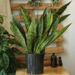 Sansevieria Jaboa - Jaboa Snake Plant - 10 Inch Floor Plant 15 Sansevieria Jaboa - Jaboa Snake Plant - 10 Inch Floor Plant -Ed's plant shop sansevieria jaboa jaboa snake plant 10 inch floor plant 389623