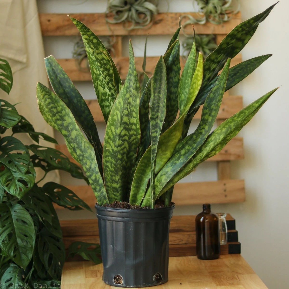 Sansevieria Jaboa - Jaboa Snake Plant - 10 Inch Floor Plant 8 Sansevieria Jaboa - Jaboa Snake Plant - 10 Inch Floor Plant - Image 6