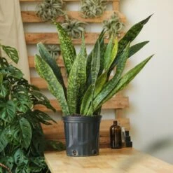 Sansevieria Jaboa - Jaboa Snake Plant - 10 Inch Floor Plant 13 Sansevieria Jaboa - Jaboa Snake Plant - 10 Inch Floor Plant -Ed's plant shop sansevieria jaboa jaboa snake plant 10 inch floor plant 736536
