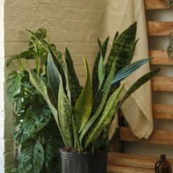 Sansevieria Jaboa - Jaboa Snake Plant - 10 Inch Floor Plant 17 Sansevieria Jaboa - Jaboa Snake Plant - 10 Inch Floor Plant -Ed's plant shop sansevieria jaboa jaboa snake plant 10 inch floor plant 897232