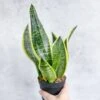 Sansevieria Laurentii 'Robusta' - Yellow Variegated Snake Plant -Ed's plant shop sansevieria laurentii robusta yellow variegated snake plant various sizes 978043