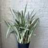 Sansevieria Sayuri 'Metallica' Floor Plant -Ed's plant shop sansevieria sayuri metallica floor plant 253082