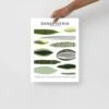 Sansevieria Species ID Chart Botanical Houseplant Art Print
