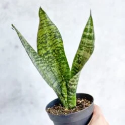 Sansevieria Trifasciata ‘Black Coral Snake Plant' - Various Sizes 21 Sansevieria Trifasciata ‘Black Coral Snake Plant' - Various Sizes -Ed's plant shop sansevieria trifasciata black coral snake plant various sizes 114665