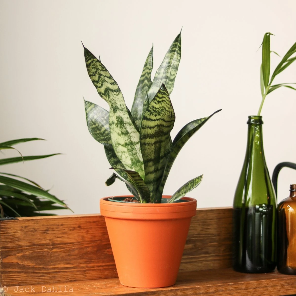 Sansevieria Trifasciata ‘Black Coral Snake Plant' - Various Sizes 14 Sansevieria Trifasciata ‘Black Coral Snake Plant' - Various Sizes - Image 12