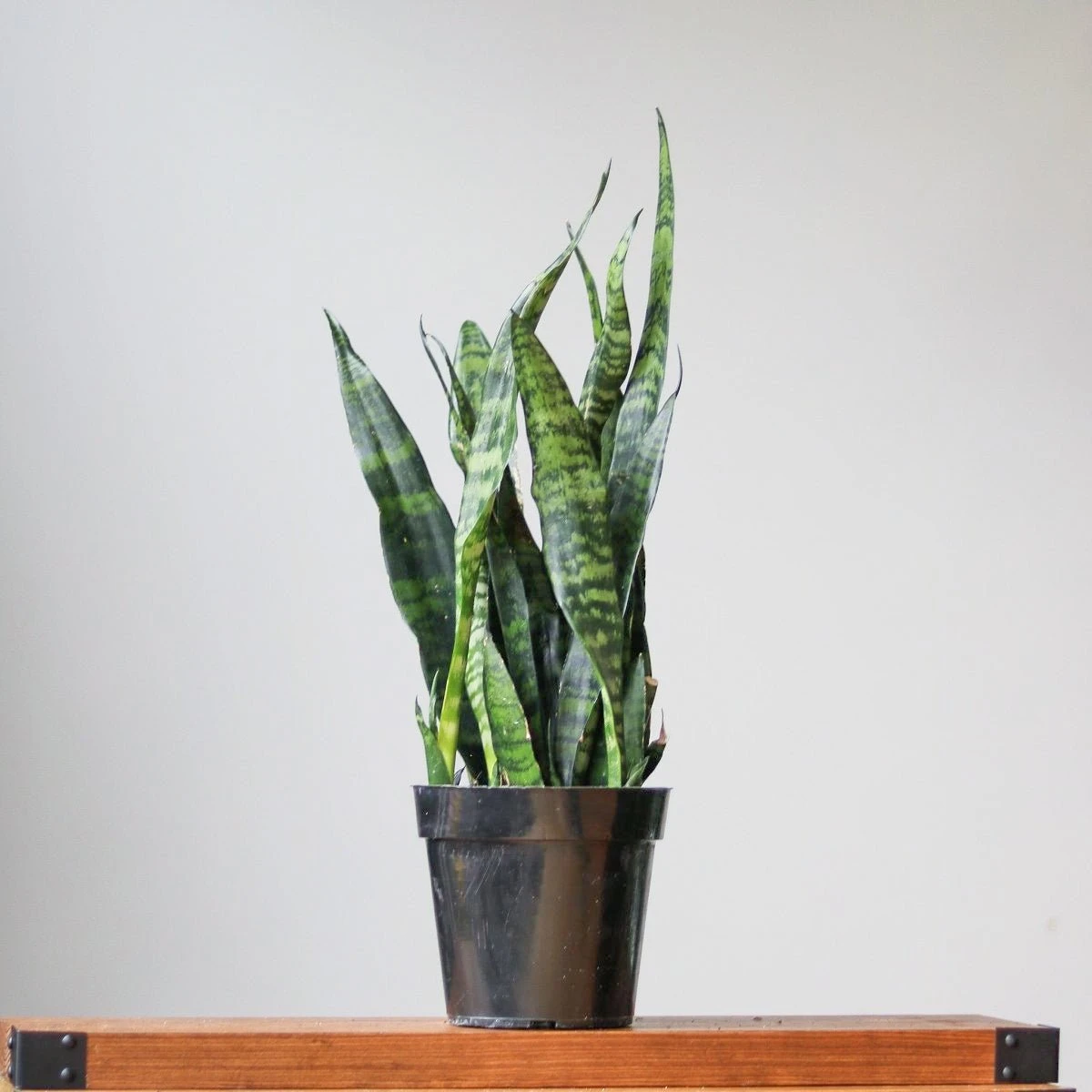 Sansevieria Trifasciata ‘Black Coral Snake Plant' - Various Sizes 4 Sansevieria Trifasciata ‘Black Coral Snake Plant' - Various Sizes - Image 2