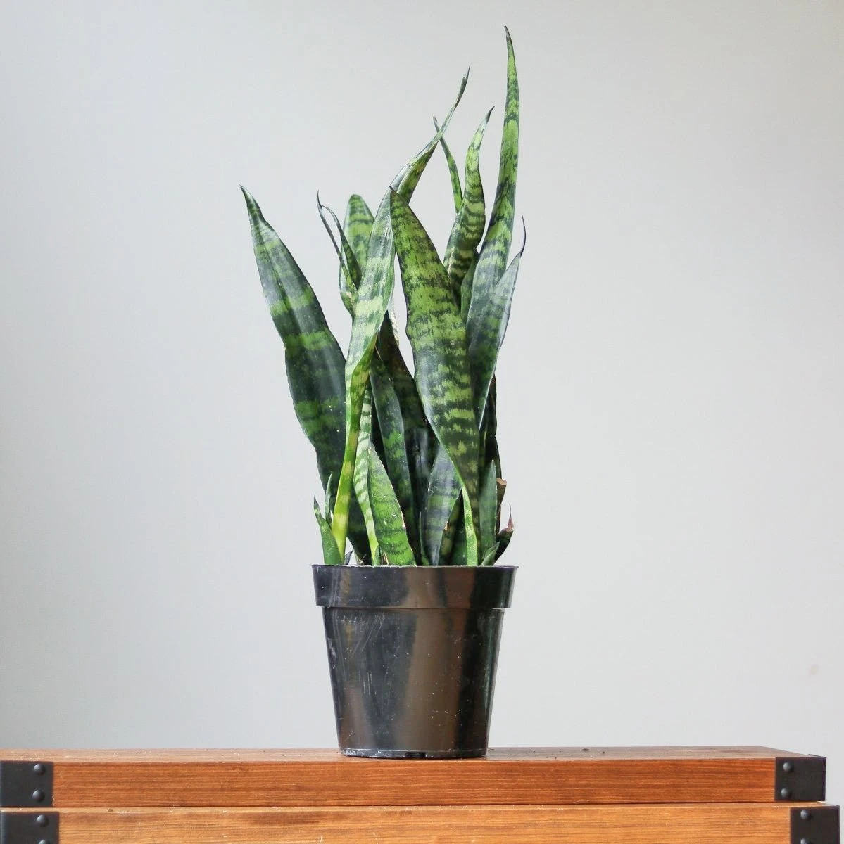 Sansevieria Trifasciata ‘Black Coral Snake Plant' - Various Sizes 3 Sansevieria Trifasciata ‘Black Coral Snake Plant' - Various Sizes