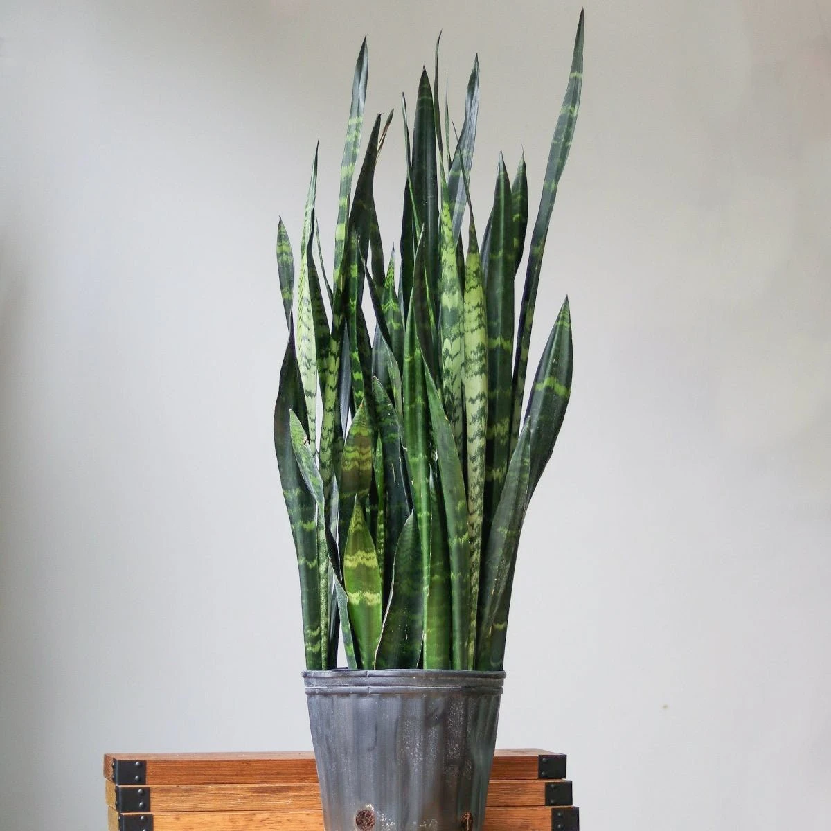 Sansevieria Trifasciata ‘Black Coral Snake Plant' - Various Sizes 6 Sansevieria Trifasciata ‘Black Coral Snake Plant' - Various Sizes - Image 4