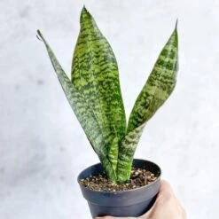 Sansevieria Trifasciata ‘Black Coral Snake Plant' - Various Sizes 22 Sansevieria Trifasciata ‘Black Coral Snake Plant' - Various Sizes -Ed's plant shop sansevieria trifasciata black coral snake plant various sizes 528154