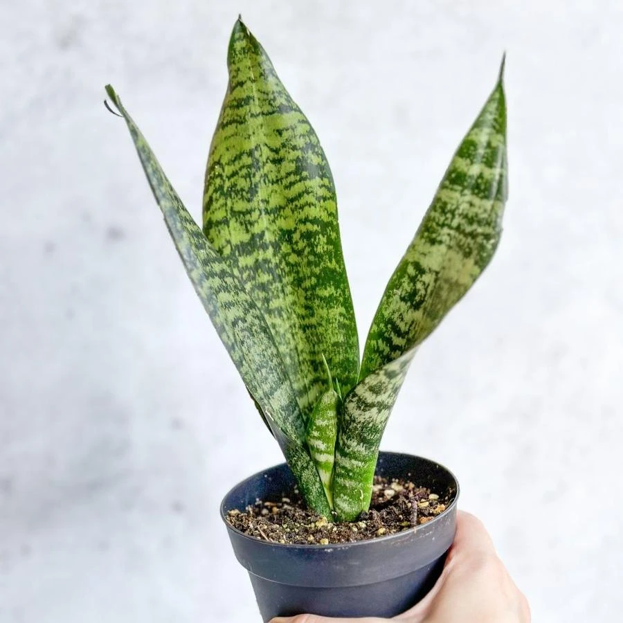Sansevieria Trifasciata ‘Black Coral Snake Plant' - Various Sizes 10 Sansevieria Trifasciata ‘Black Coral Snake Plant' - Various Sizes - Image 8