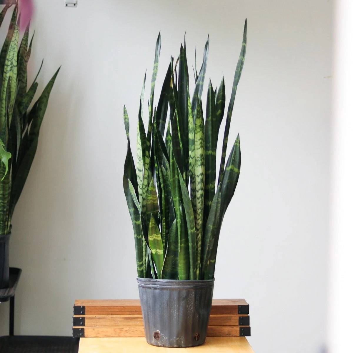 Sansevieria Trifasciata ‘Black Coral Snake Plant' - Various Sizes 7 Sansevieria Trifasciata ‘Black Coral Snake Plant' - Various Sizes - Image 5